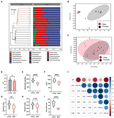 Effect of aging on acute pancreatitis through gut microbiota